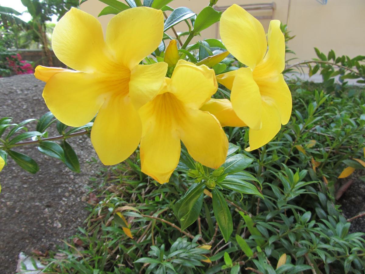 Flower Paradise Bungalows & Swiss Restaurant Roestiland Lamai Beach  Buitenkant foto