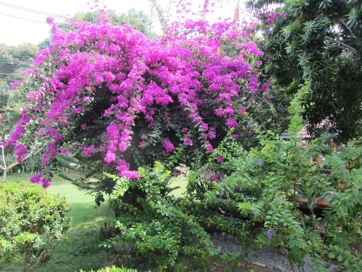 Flower Paradise Bungalows & Swiss Restaurant Roestiland Lamai Beach  Buitenkant foto