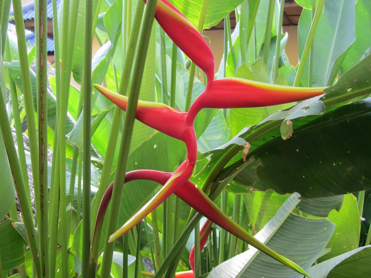 Flower Paradise Bungalows & Swiss Restaurant Roestiland Lamai Beach  Buitenkant foto