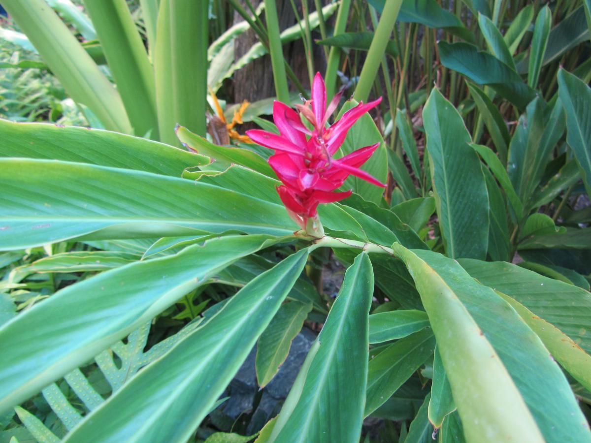 Flower Paradise Bungalows & Swiss Restaurant Roestiland Lamai Beach  Buitenkant foto